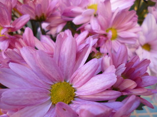 Close-up of pink Chrysanthemums flowers. Natural background.	