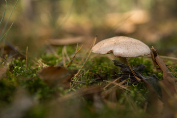  mushroom growing on the ground