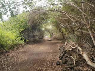 Giant turtle on a trail on Isla Isabela, Galapagos, Ecuador