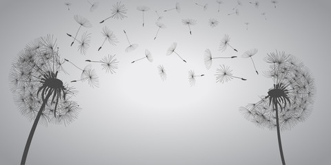 Abstract white dandelions, dandelion with flying seeds - vector