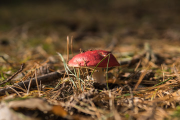 detail of vomiting russula growing in the forest