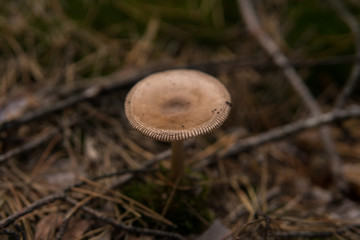  mushroom growing on the ground