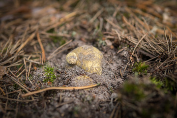 Tricholoma equestre growing in the sandy ground