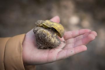 hand holding mushroom called Tricholoma equestre