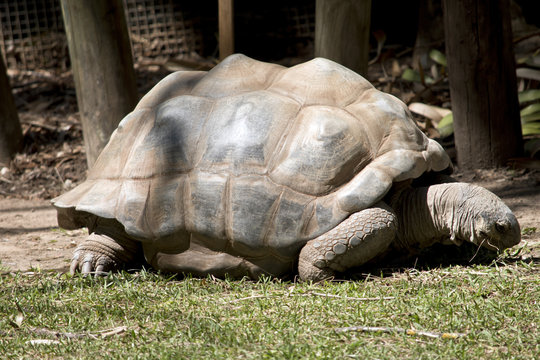 giant Aldabra tortoise