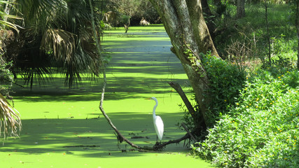 Egret  hunting for dinner 