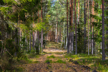 Autumn forest nature. Vivid morning in colorful forest with sun rays through branches of trees. Scenery of nature with sunlight.