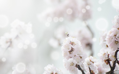 Apricot blooming in the garden. Beautiful spring seasonal background with vintage filter effect.