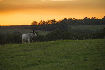 Fototapeta premium Hungarian cow at outdoor farm in sunset 2018 September 