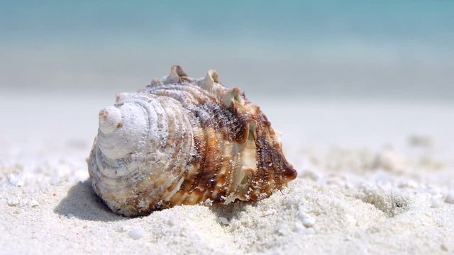 Seashell on sandy beach