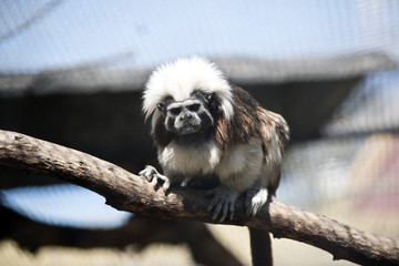 cotton top tamarin