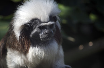 cotton top tamarin