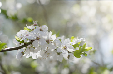 Cherry tree blossoms. White spring flowers close-up. Soft focus spring seasonal background. Vintage photo.