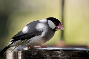 Java sparrow