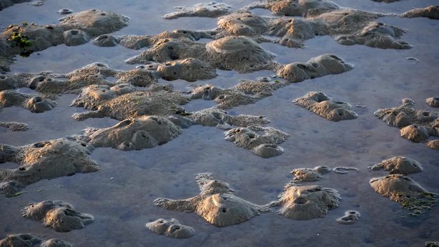 Clam burrows exposed on a mud flat at low tide in an estuary by San Francisco Bay.  Left to right pan.  Low angle morning sun.