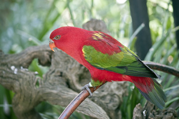 chattering lory