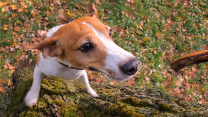 Dog training background. Jack Russell Terrier background.