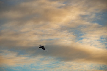 Fototapeta na wymiar black crow birds flying in beautiful sky