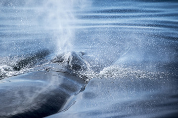 Naklejka premium Humpback whale 1
