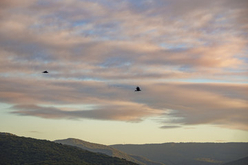 black crow birds flying in beautiful sky