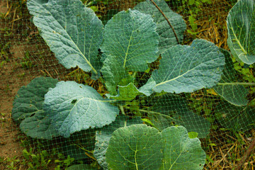 cabbage in the garden