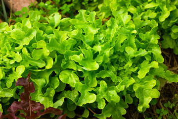 green lettuce leaves