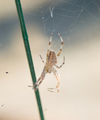 araignée