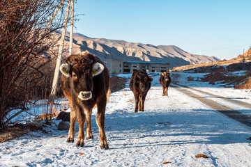 cows on mountain road
