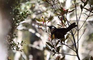 White-eared Myza (Myza sarasinorum) in Lore Lindu National Park, Sulawesi, Indonesia
