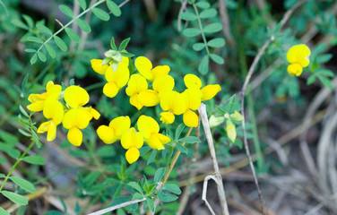 Fleurs jaunes