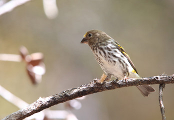 Mountain Serin or Indonesian Serin (Chrysocorythus estherae)