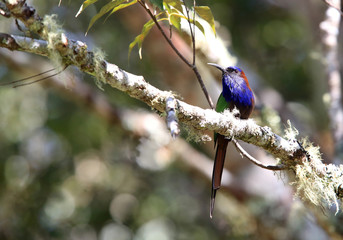 Purple-bearded bee-eater or Celebes bee-eater (Meropogon forsteni) in Lore Lindu National Park, Sulawesi Island, Indonesia