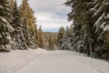 Obraz premium Trillium Lake Trail