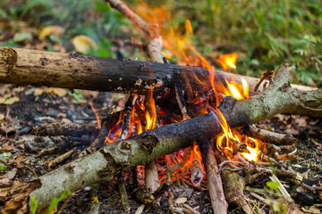 Campfire in the forest
