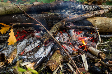 Campfire in the forest, close
