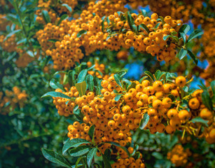 Organic sea buckthorn, bio hippophae. Concept: sea buckthorn production