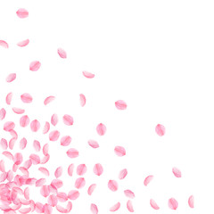 Sakura petals falling down. Romantic pink silky medium flowers. Thick flying cherry petals. Scattere