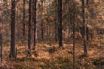 autumn forest