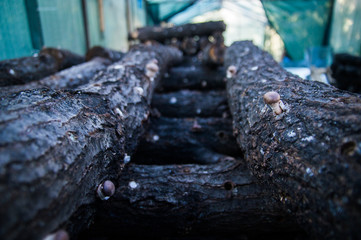 Shiitake Mushrooms Lentinula edodes growing from trees