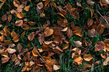 autumn leaves