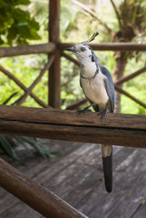 White Throated Magpie Jay Sitting on Railing