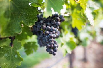 Grapes On The Vine