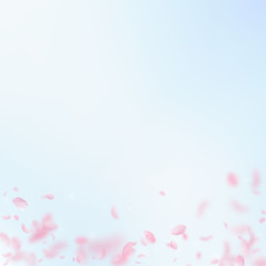 Sakura petals falling down. Romantic pink flowers gradient. Flying petals on blue sky square backgro