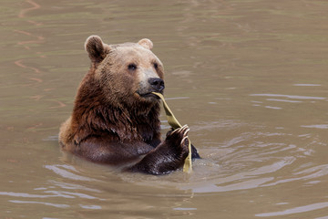 Obraz premium Brown Bear Playing in a Pond