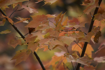 Fall_Maple