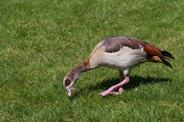An Egyptian Goose