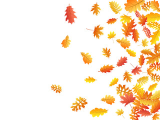 Fototapeta na wymiar Oak, maple, wild ash rowan leaves vector, autumn foliage on white background.