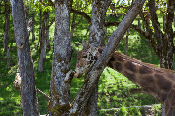 Giraffe Scratching Its Neck
