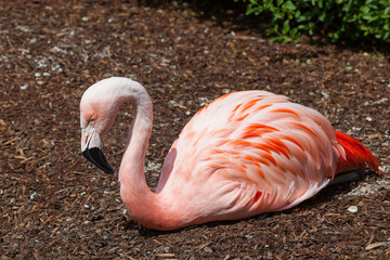 One Pink Flamingo