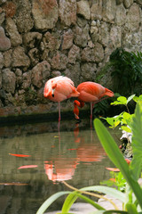 flamingo fishing